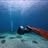 Carlson ****