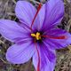 Saffron *********