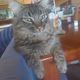 Malasse *******