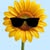 HappySunf*********