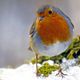 Robin ********