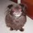 Rufus *************