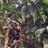 Asser **********************