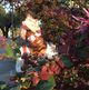 Flora ******