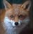 Fox ****