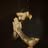 Damien ***********