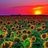 Dawn **********