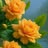 Bobette ***********