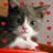 Kitty ******