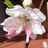 Sirinantha *************************
