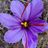 Saffron *********