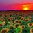Dawn **********